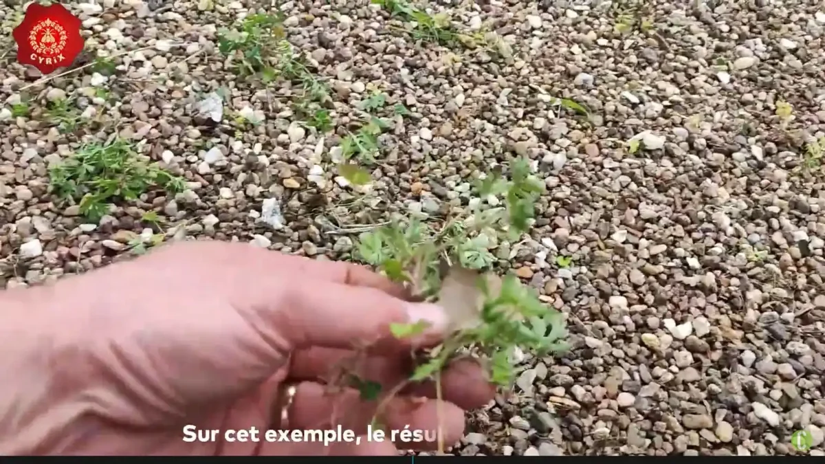 herbes arrachées gravier